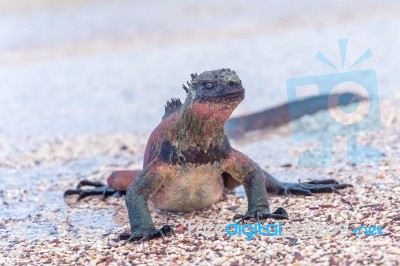 Marine Iguana On Galapagos Islands Stock Photo