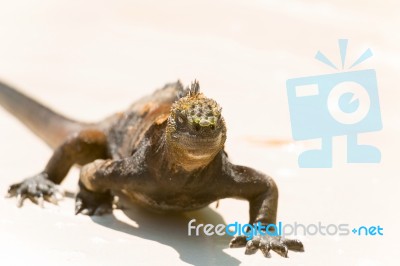 Marine Iguana On Galapagos Islands Stock Photo