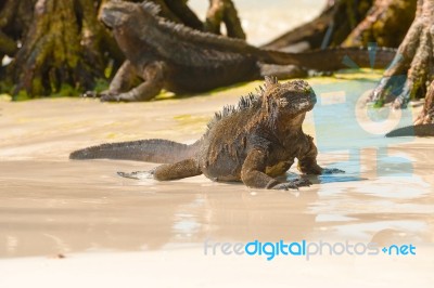 Marine Iguana On Galapagos Islands Stock Photo