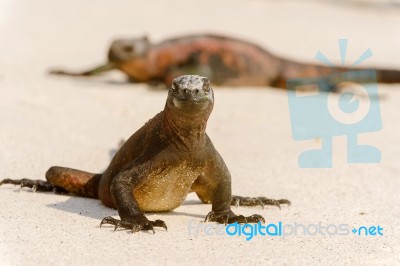 Marine Iguana On Galapagos Islands Stock Photo