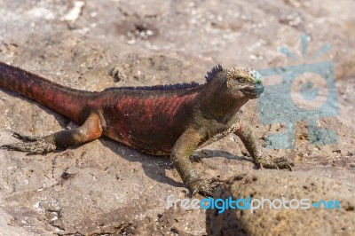 Marine Iguana On Galapagos Islands Stock Photo