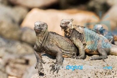 Marine Iguana On Galapagos Islands Stock Photo