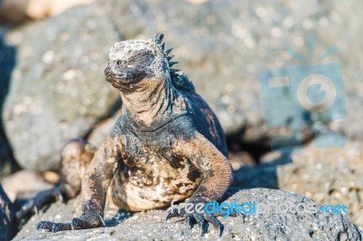 Marine Iguana On Galapagos Islands Stock Photo