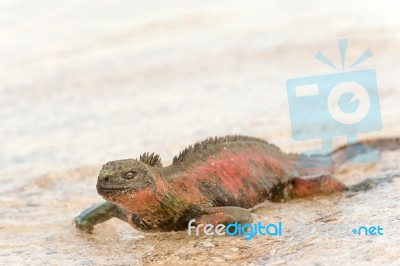 Marine Iguana On Galapagos Islands Stock Photo