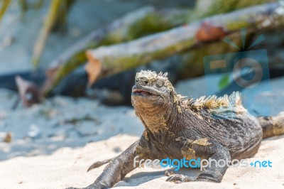 Marine Iguana On Galapagos Islands Stock Photo