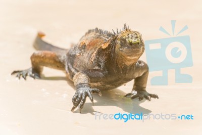 Marine Iguana On Galapagos Islands Stock Photo