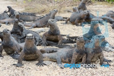 Marine Iguanas Bask In The Sun,  Galapagos Stock Photo