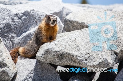 Marmot Stock Photo