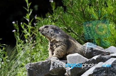 Marmot Stock Photo