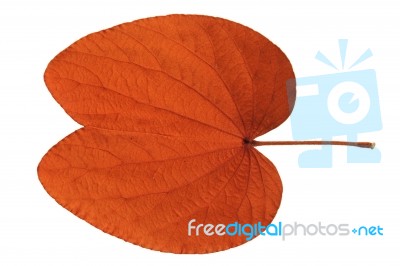 Maroon Leaf Stock Image