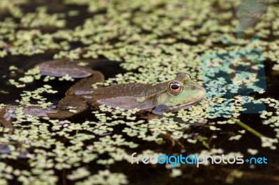 Marsh Frog Stock Photo