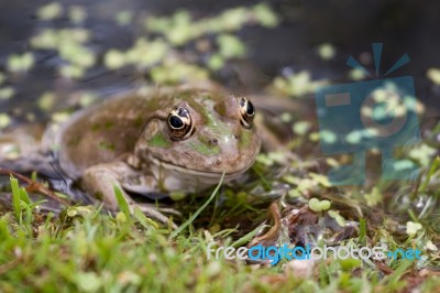 Marsh Frog Stock Photo