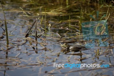 Marsh Frog At Rainham Marshes Stock Photo