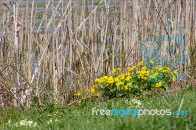 Marsh Marigold (caltha Palustris) Flowering In Springtime Stock Photo