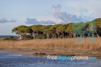 Marshlands In The Algarve Region Stock Photo