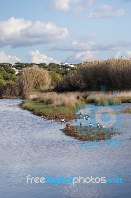 Marshlands In The Algarve Region Stock Photo