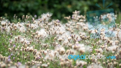 Masses Of Seeds Being Produced By Melancholy Thistles (cirsium H… Stock Photo