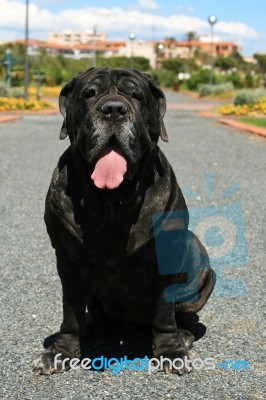 Mastiff Stock Photo