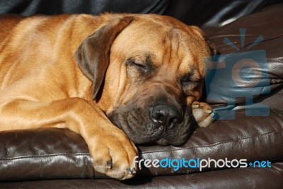 Mastiff Sleeping Stock Photo