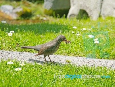 Mavis Bird Eating Earthworm Stock Photo