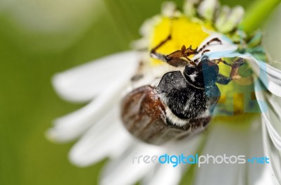 May Beetle Stock Photo