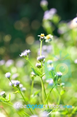 Meadow Stock Photo