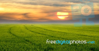 Meadow Stock Photo