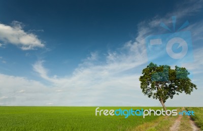 Meadow And Tree Stock Photo