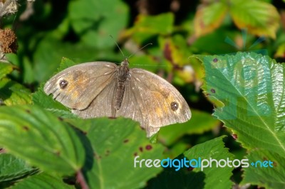 Meadow Brown Butterfly (maniola Jurtina) Stock Photo