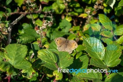 Meadow Brown Butterfly (maniola Jurtina) Stock Photo