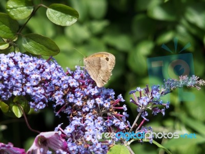 Meadow Brown Butterfly (maniola Jurtina) Feeding On Buddleia Stock Photo