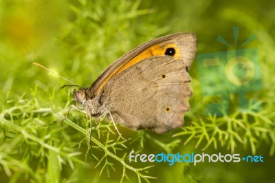 Meadow Brown (maniola Jurtina) Butterfly Insect Stock Photo