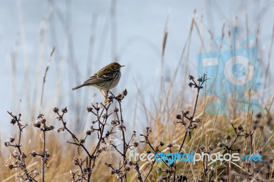 Meadow Pipit Stock Photo