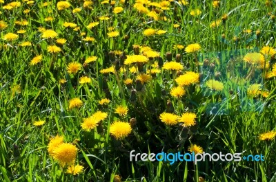 Meadow With Yellow Dandelions Stock Photo