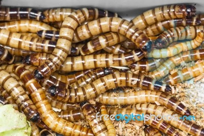 Meal Worms Stock Photo