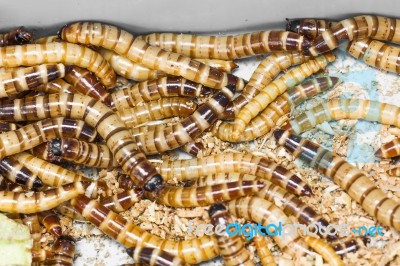 Meal Worms Stock Photo