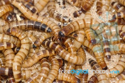 Meal Worms Bird Food Stock Photo