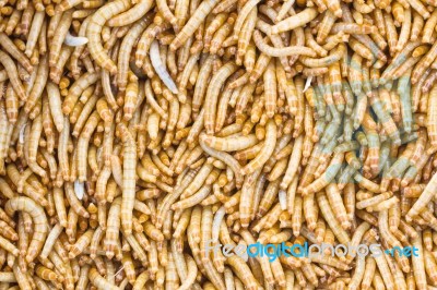 Mealworms Stock Photo