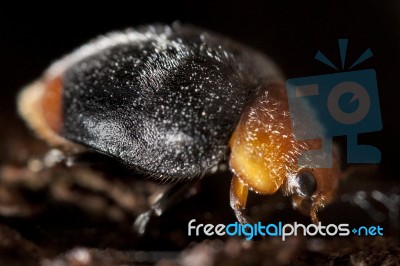 Mealybug Destroyer Stock Photo