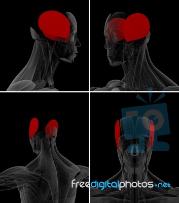 Medical Illustration Of The Auricularis Stock Image