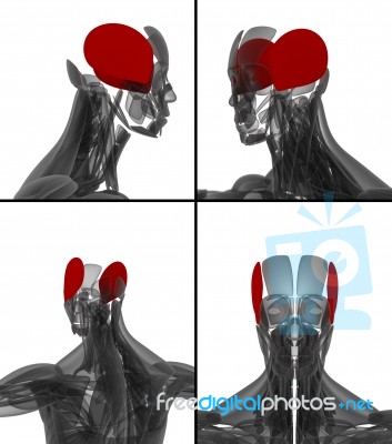 Medical Illustration Of The Auricularis Stock Image