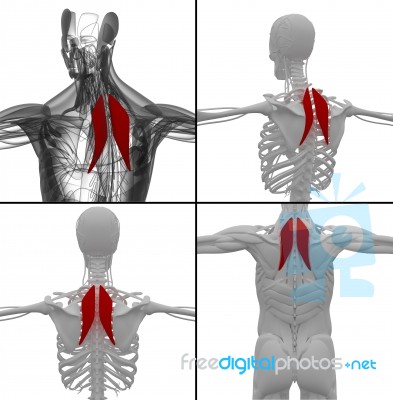 Medical Illustration Of The Rhomboideus Stock Image