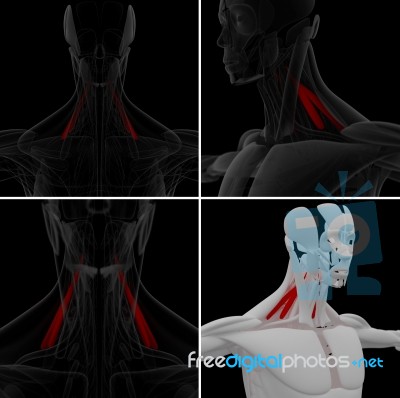 Medical Illustration Of The Scalenus Stock Image