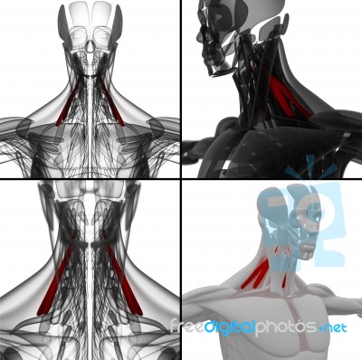 Medical Illustration Of The Scalenus Stock Image