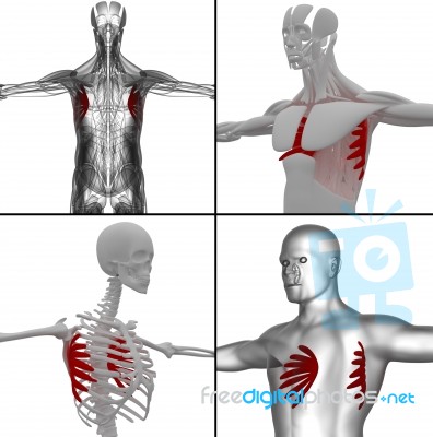 Medical Illustration Of The Serratus Anterior Stock Image