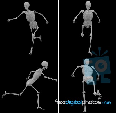 Medical Illustration Of The Skeleton Stock Image