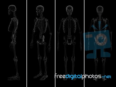 Medical  Illustration Of The Skeleton Stock Image