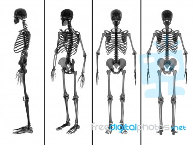 Medical  Illustration Of The Skeleton Stock Image