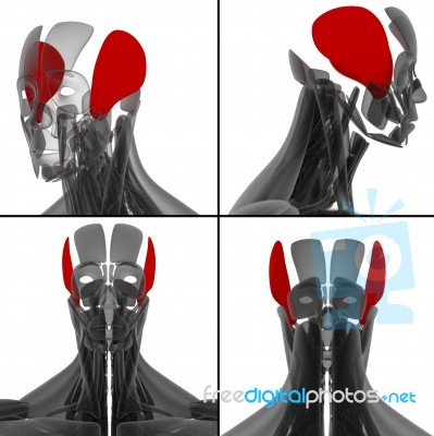 Medical Illustration Of The Temporalis Stock Image