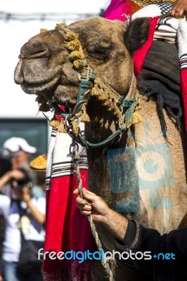 Medieval Camel Stock Photo